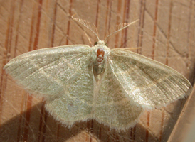 Blackberry Emerald